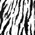 Upholstery Curtain Fabric - Luxury Eco - Friendly Velvet - Tiger Print - White by Izabela Peters